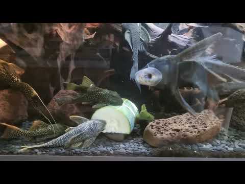 Welse fressen Zucchini / Fütterung / Sonnenwels, Blauauge, L-Welse