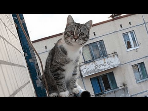Спасая кота, мальчик упал с 5 го этажа…