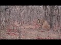 Lion Hunting Buffalo