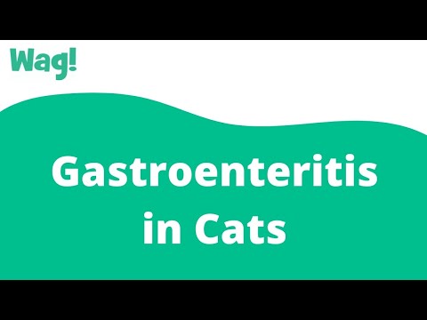 Gastroenteritis in Cats | Wag!