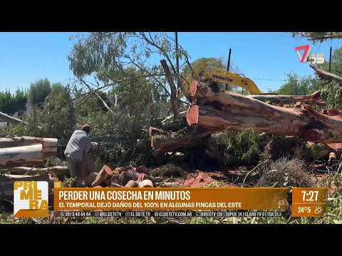 La FUERTE tormenta derribó árboles GIGANTES en San Martín y Junín