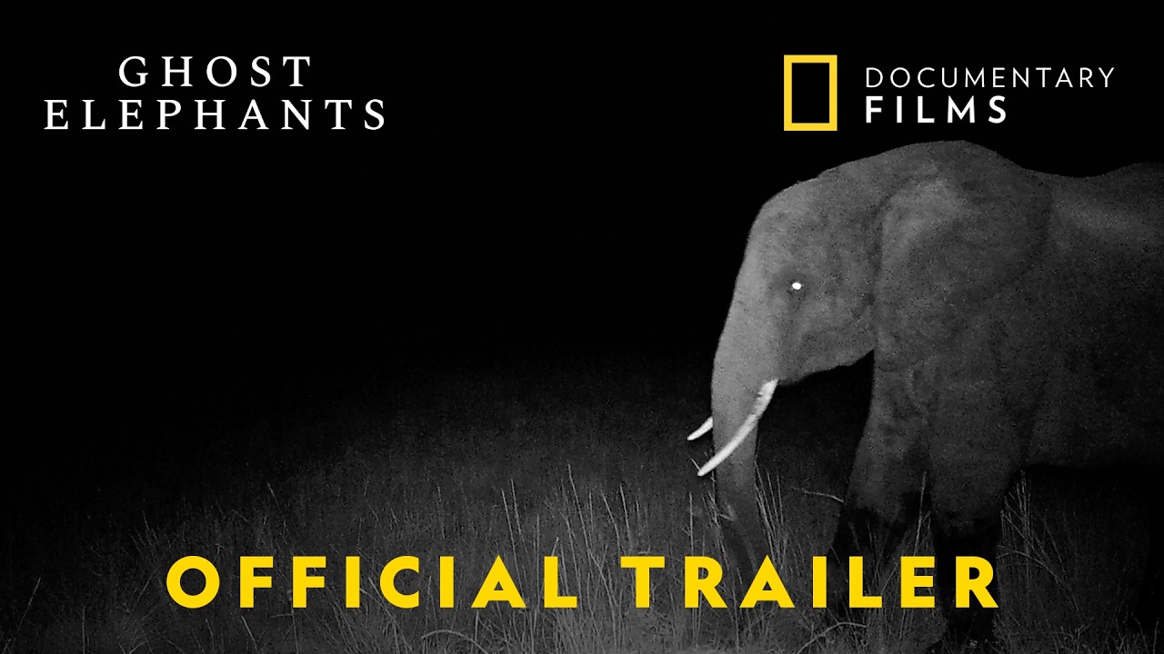 Miniature de la vidéo Ghost Elephants | Official Trailer | National Geographic Documentary Films du film Ghost Elephants