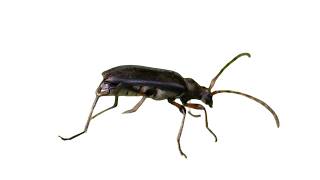 Grammoptera ruficornis