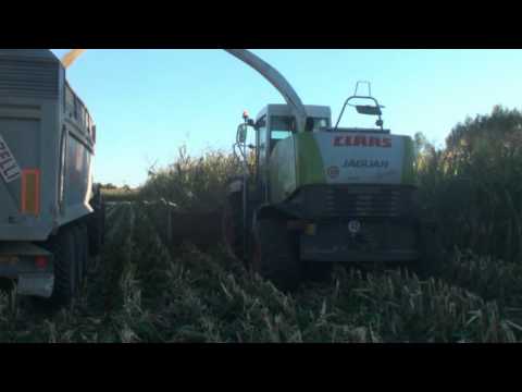 DOMINONI CLAAS 900 2010