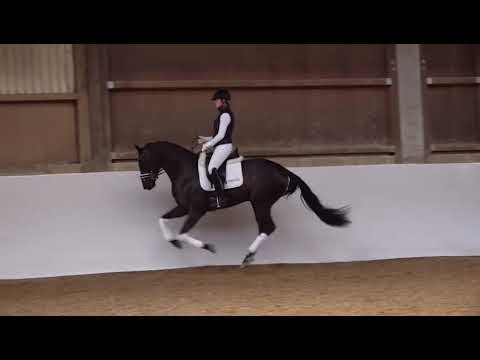 KN 55 Dante's Junior - Zonik - Reitvideo