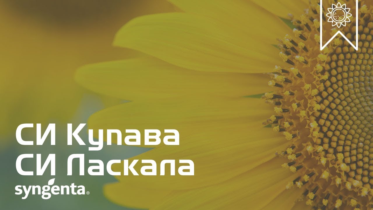 Семена подсолнечника CИ ЛАСКАЛА