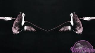 The Bird has Flown - Deep Purple (Lyrics on screen)