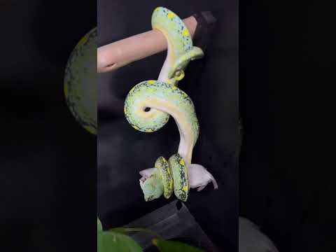 🔥Zeus Unleashed! 🐍⚡ Hi-lug Blue Designer Python vs. Prey 😱 Watch now! 🎥 #PythonPower