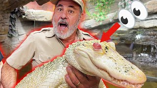 Coconut the Albino Gator’s Eye Surgery Update! 🐊🤍