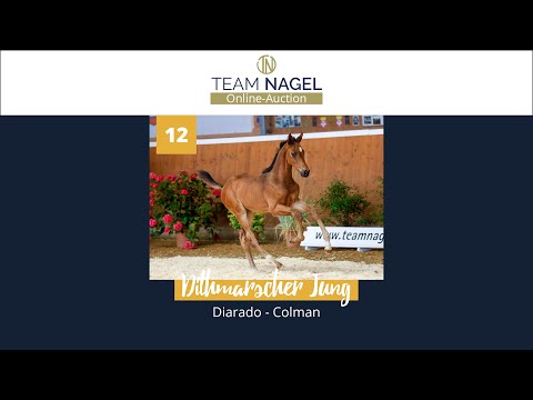 Katalog 12 - Hengstfohlen v. Diarado - Colman * 27.05.2021