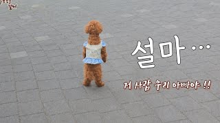강아지가 반가운 사람을 만났을때