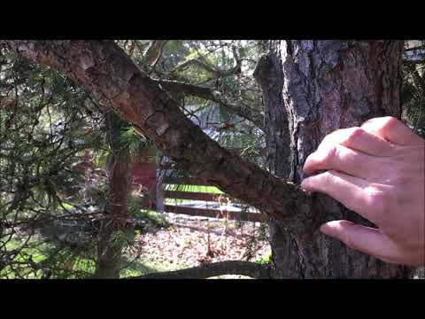 image-Can you trim the bottom of an evergreen tree?