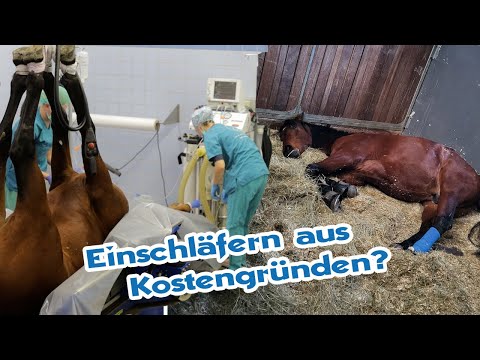 Existenzbedrohung eigenes Pferd – Utopische Tierarzt Rechnungen treiben Pferdebesitzer in den Ruin