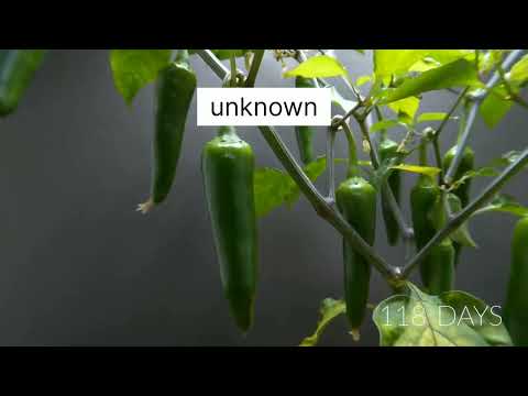 Peter pepper growing time lapse video#shorts