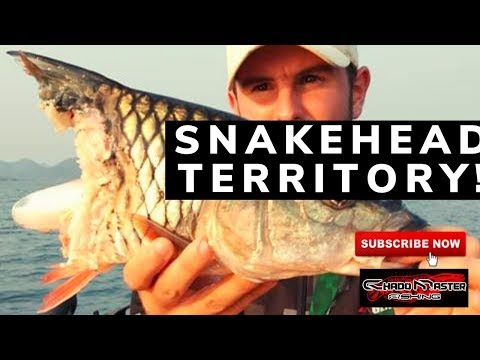 Snakehead territory ! 2kg Hampala barb eaten in half!!!