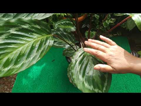 How l take care of my calathea loeseneri/brazilian star calathia
