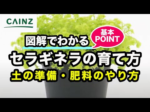 忍び寄る美しいクッション 植物