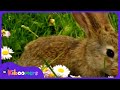Little Bunny Foo Foo - The Kiboomers Preschool Songs & Nursery Rhymes