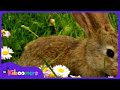 Little Bunny Foo Foo The Kiboomers Preschool Songs Nursery Rhymes