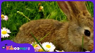 Little Bunny Foo Foo Song for Kids | Bunny Song | Rabbit Song | The Kiboomers