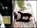 Delhi Zoo Tiger Attack Indian Man Gets Killed