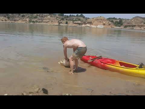 Cat fish. Caspe river ebro