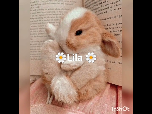 Vídeo relacionado con Mini latita Princess Mimi con varios diseños de conejitos modelos surtidos