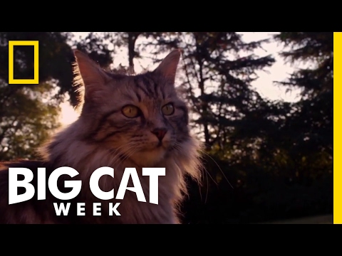 How Are Big Cats and Little Cats Similar? | Big Cat Week