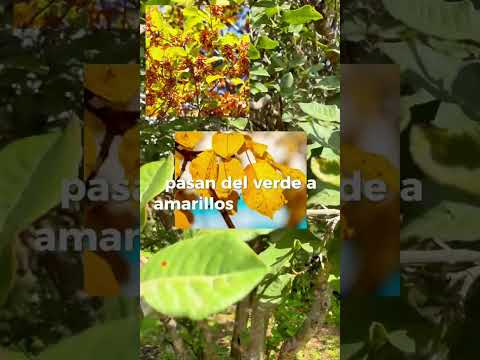 Manzano del campo: el árbol nativo de Córdoba que pocos conocen