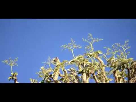 Lala Sackeus  - Ongula nonghuloshi  ( official  video  2017)