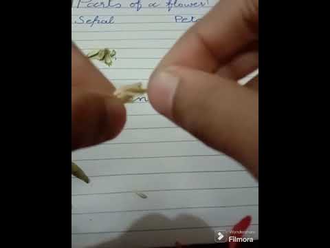 Parts of flowers Made By Sibgha Rajpoot