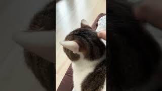 んーんーーん#日常 #猫のいる暮らし #猫動画 #かわいい