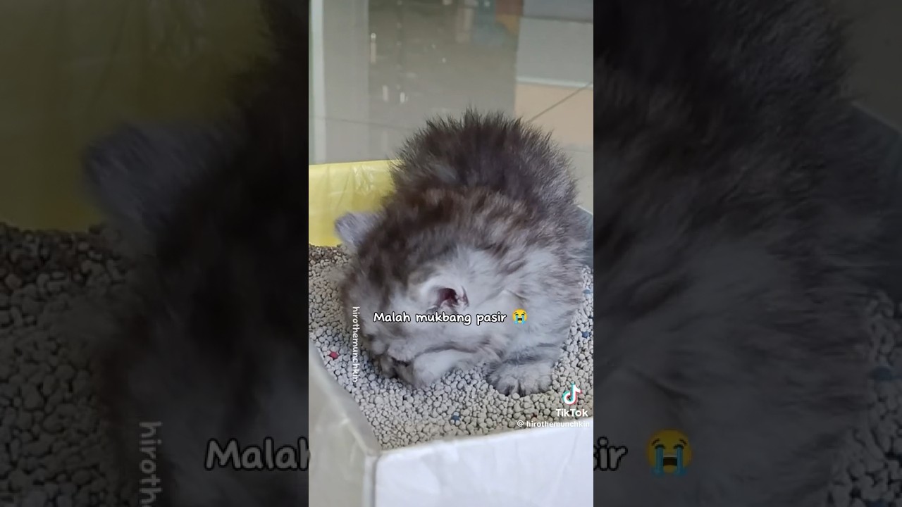 Ngajarin Tutorial ngising Kitten part 2