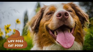 Why Does My Dog Eat Poop? Coprophagia (Really Gross Behavior)