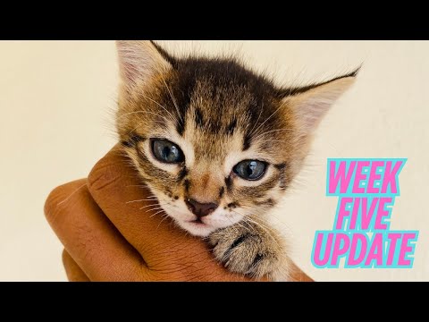 Newborn Kitten Development – Week 5 🐾 | What to Expect in Your Kitten’s First Days