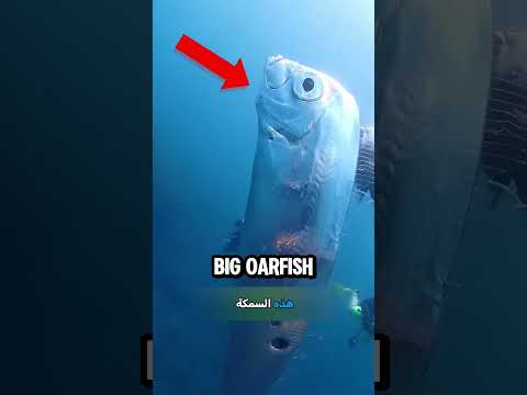 أخطر 5 مخلوقات في أعماق البحار.. الأخير سيجعلك تبكي! 😱🌊
