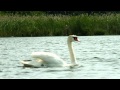 Secret Garden-Lonely Swan 