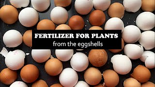 How To Make Eggshell Super  Fertilizer for Plants in 3 Minutes