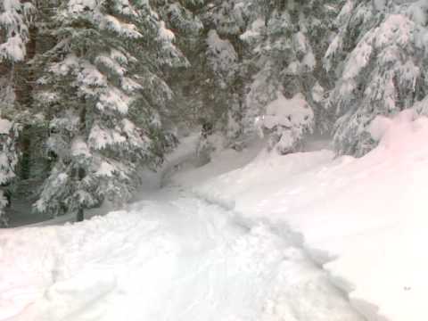 Off-piste trip through forest at Gerlosplatte