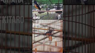 Download lagu MB 3 miliar VS Kitaro #muraibatu   #ohara  #kitaro mp3