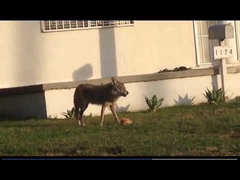 園芸 猫、この捕食者