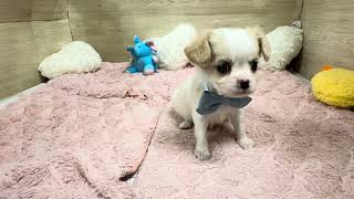 ハーフ犬の動画01
