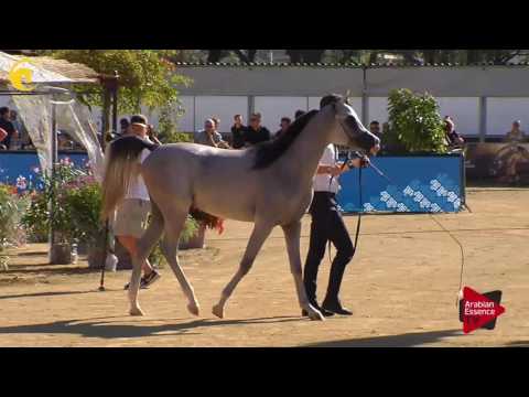 N.83 TF ANDRUS - MENTON 2017 - Yearling Colts (Class 6A)