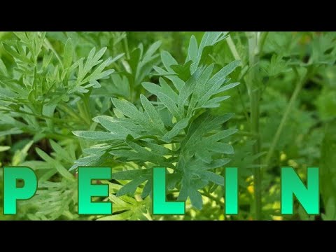 , title : 'PELIN 10 beneficii ale ceaiului de pelin Artemisia absinthium Livada Bio e 53'