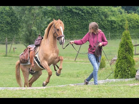 Tschüss DE - Salut France! Vorbereitungen für unseren großen Wanderritt.