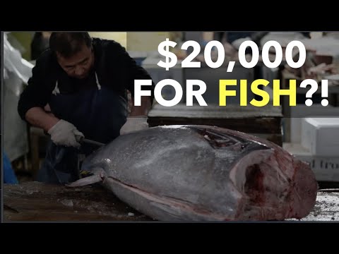 兩萬塊錢買魚？ ($20,000 For Fish?!)