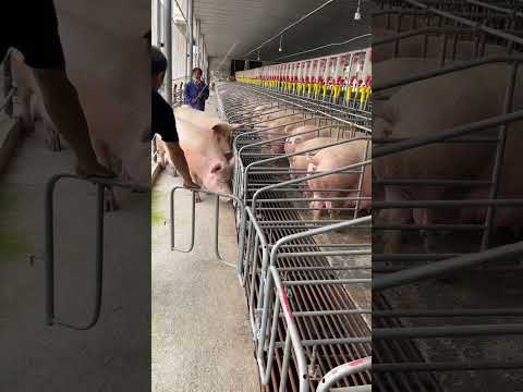 Organized pig feeding cage 👀