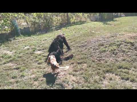 Schwarzer Russischer Terrier Welpe kaufen