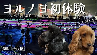 【お散歩スポット巡り#40】横浜大さん橋「ヨルノヨ」初体験　イングリッシュコッカースパニエル「みみ」 の気持ち