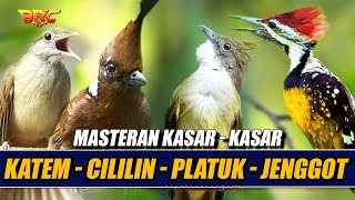 Download lagu MASTERAN CUCAK JENGGOT - PLATUK BAWANG - KAPAS TEMBAK - CILILIN | SUARA SUPER KASAR mp3 Download lagu MASTERAN CUCAK JENGGOT - PLATUK BAWANG - KAPAS TEMBAK - CILILIN | SUARA SUPER KASAR mp3